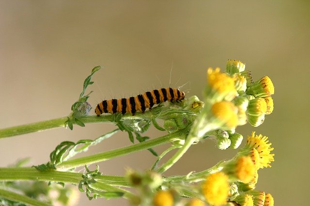 বিনামূল্যে ডাউনলোড করুন caterpillar jo boonstra groningen free picture