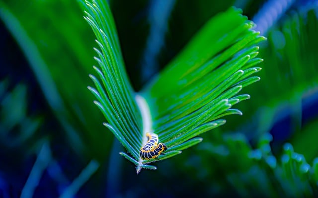 Libreng download caterpillar plants insect garden libreng larawan na ie-edit gamit ang GIMP free online image editor