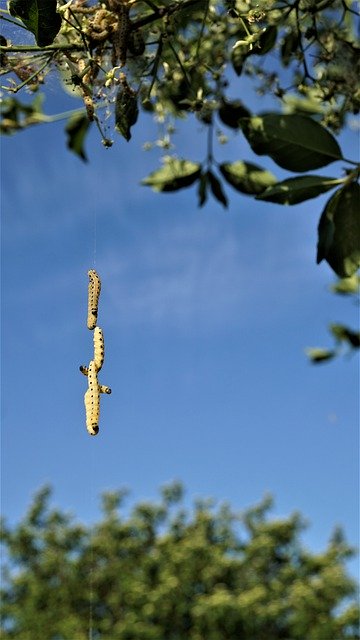 Libreng download caterpillars larvae insects animal free picture to be edited with GIMP free online image editor