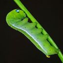 caterpillar wallpaper  screen for extension Chrome web store in OffiDocs Chromium
