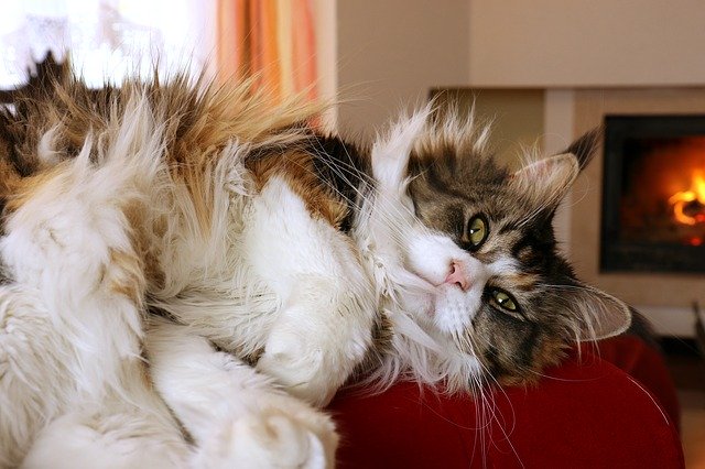 Muat turun percuma mata kucing kucing domestik kelihatan gambar percuma untuk diedit dengan editor imej dalam talian percuma GIMP