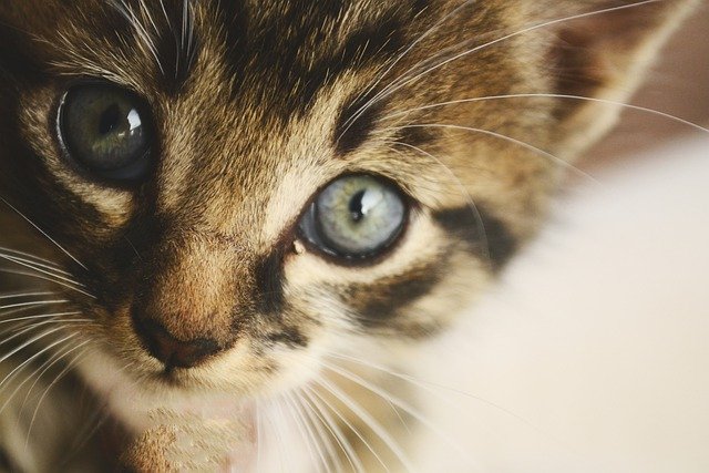 Téléchargement gratuit d'une photo gratuite de visage de chat avec des yeux de chat et des moustaches à modifier avec l'éditeur d'images en ligne gratuit GIMP