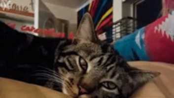Free download Cat Eys free photo or picture to be edited with GIMP online image editor