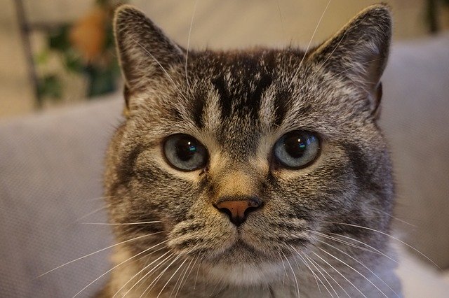 বিনামূল্যে ডাউনলোড করুন Cat Face Pet CatS বিনামূল্যের ফটো টেমপ্লেট GIMP অনলাইন ইমেজ এডিটর দিয়ে সম্পাদনা করা হবে