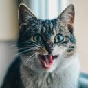 Cat Feed Replacer  screen for extension Chrome web store in OffiDocs Chromium