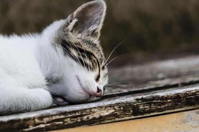 הורדה חינם של חתול חתול חיה נמר חתולים תמונה בחינם לעריכה עם עורך תמונות מקוון בחינם של GIMP