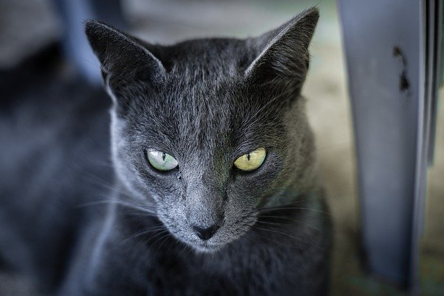 Descarga gratuita de imagen de animal de ojos grises de gato felino para editar con el editor de imágenes en línea gratuito GIMP