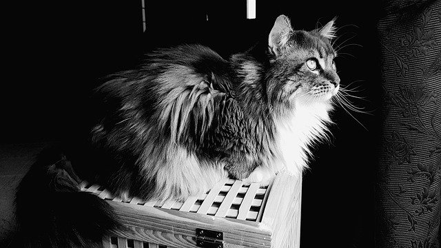 Free download cat feline maine coon free picture to be edited with GIMP free online image editor