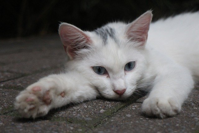 Libreng download cat feline stray lying cute na libreng larawan na ie-edit gamit ang GIMP na libreng online na editor ng imahe