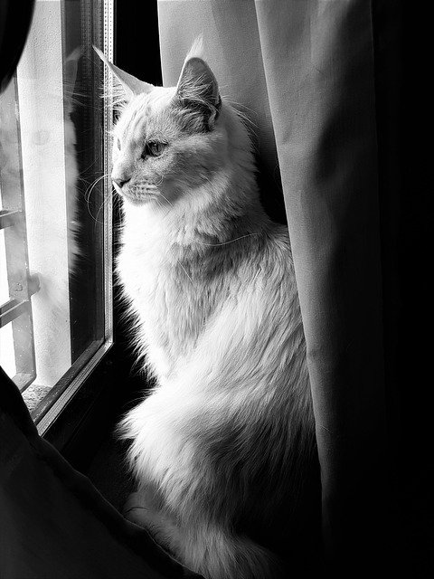 Free download cat feline sweet elegant free picture to be edited with GIMP free online image editor