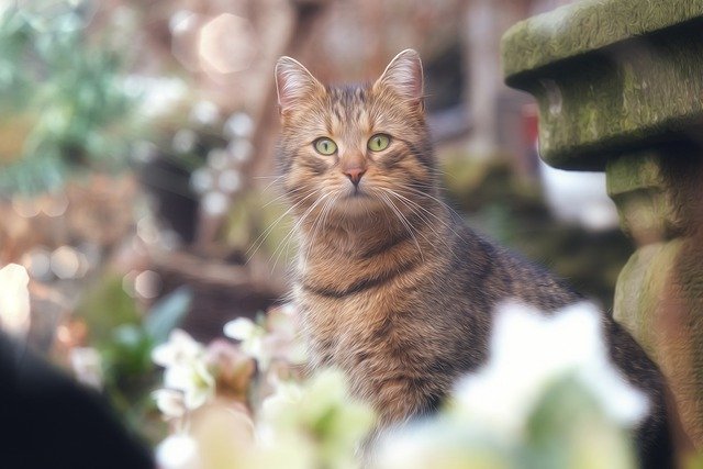 Muat turun percuma gambar mata misai kucing kucing percuma untuk diedit dengan editor imej dalam talian percuma GIMP