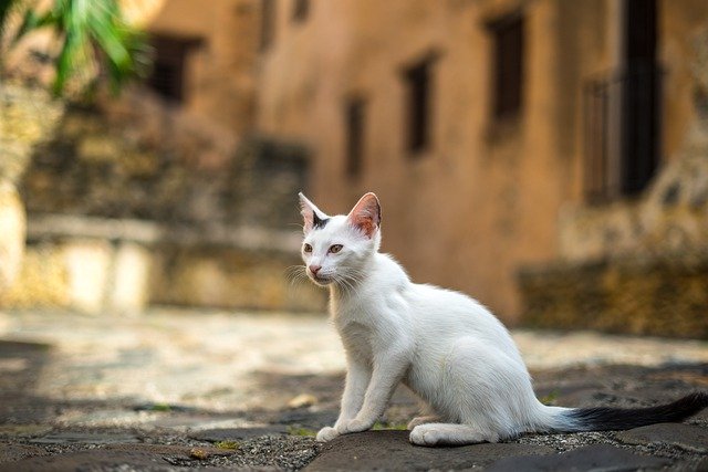 Scarica gratuitamente l'immagine gratuita di gatti felini con baffi di animali domestici da modificare con l'editor di immagini online gratuito GIMP