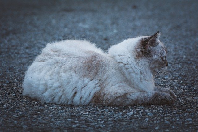 Free download cat feline whiskers young outdoors free picture to be edited with GIMP free online image editor