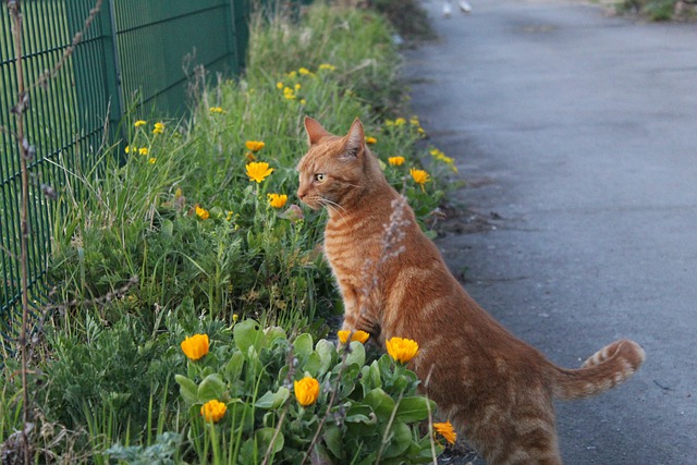 Descargue gratis la imagen gratuita de tabby de flores amarillas de valla de gato para editar con el editor de imágenes en línea gratuito GIMP