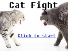 Free download catfight free photo or picture to be edited with GIMP online image editor