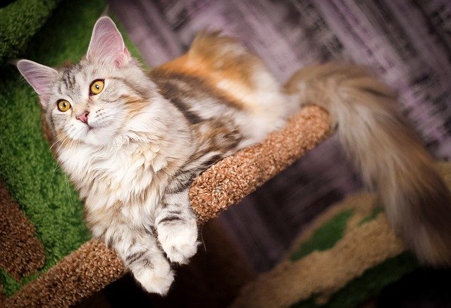 Bezpłatne pobieranie kota puszystego kota zwierzę domowe futro darmowe zdjęcie do edycji za pomocą bezpłatnego internetowego edytora obrazów GIMP