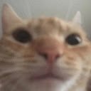 Cat Image Extension  screen for extension Chrome web store in OffiDocs Chromium