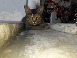 Free download catimg-0013 free photo or picture to be edited with GIMP online image editor