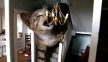 Free download Cat In The Dollhouse free photo or picture to be edited with GIMP online image editor