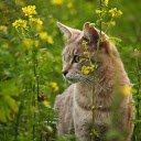 Cat in the garden  screen for extension Chrome web store in OffiDocs Chromium