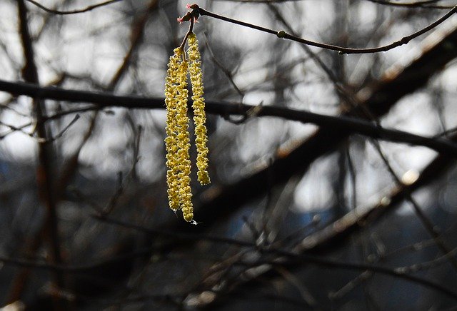 Free download catkin flower seed branch tree free picture to be edited with GIMP free online image editor