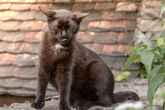 Téléchargement gratuit chat chaton chat noir mignon félin image gratuite à éditer avec l'éditeur d'images en ligne gratuit GIMP