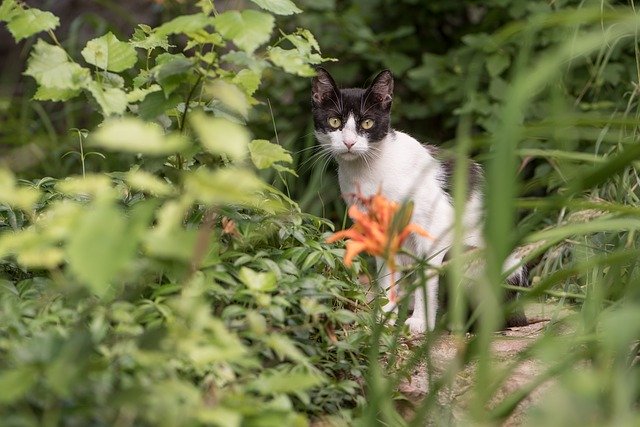 김프 무료 온라인 이미지 편집기로 편집할 수 있는 고양이 새끼 고양이 검정 흰색 발견 무료 사진 무료 다운로드