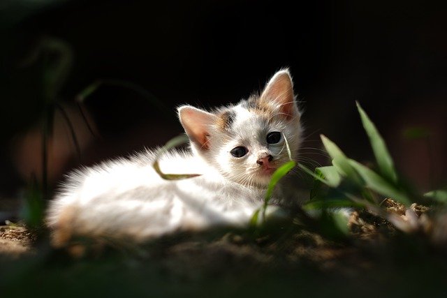 Скачать бесплатно кошка котенок кошачье млекопитающее животное бесплатное изображение для редактирования с помощью бесплатного онлайн-редактора изображений GIMP