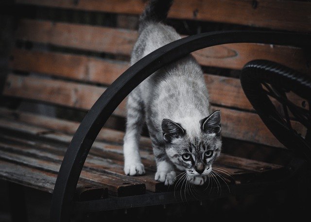 免费下载猫小猫猫科动物哺乳动物肖像免费图片可使用 GIMP 免费在线图像编辑器进行编辑