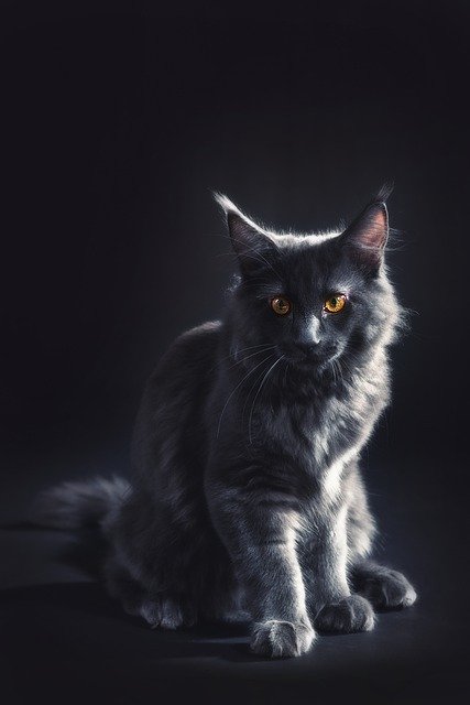 Muat turun percuma gambar percuma maine coon kucing kelabu hitam untuk diedit dengan editor imej dalam talian percuma GIMP