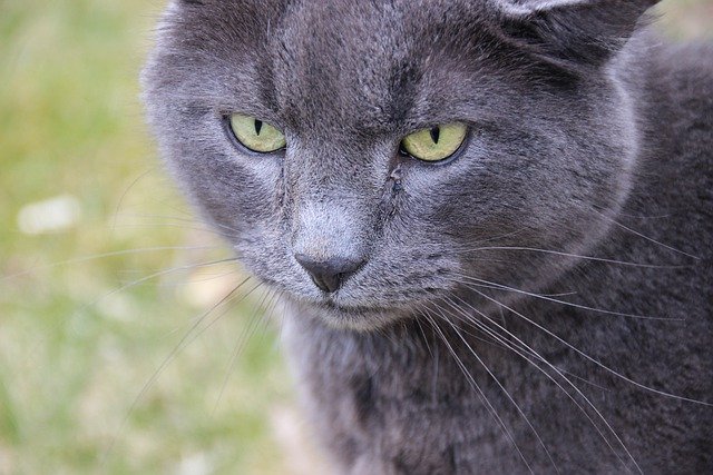 Free download cat kitten pet cute animal free picture to be edited with GIMP free online image editor