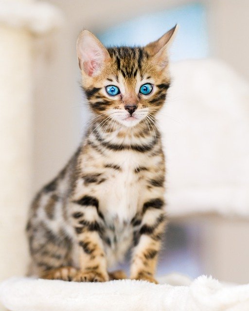 Descarga gratis gato gatito mascota ojos depredador linda imagen gratis para editar con el editor de imágenes en línea gratuito GIMP