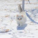 Cat kitten snow white  screen for extension Chrome web store in OffiDocs Chromium