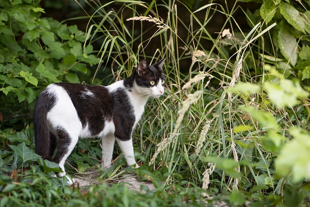 Kostenloser Download Katze Kätzchen gefleckte Katze schwarz weiß kostenloses Bild, das mit dem kostenlosen Online-Bildeditor GIMP bearbeitet werden kann