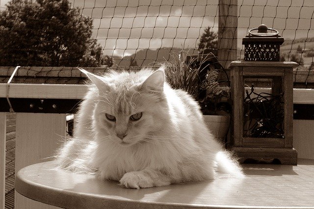 ดาวน์โหลดฟรีแมวโคมไฟแมวหน้าสัตว์ฟรีภาพที่จะแก้ไขด้วย GIMP โปรแกรมแก้ไขภาพออนไลน์ฟรี