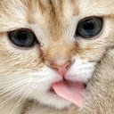 Cat licking screen clean  screen for extension Chrome web store in OffiDocs Chromium