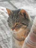 Free download catlook free photo or picture to be edited with GIMP online image editor