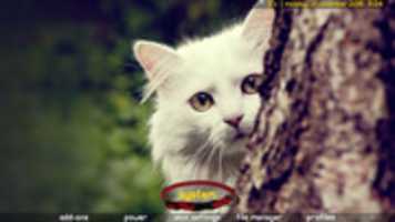 Free download catlovers free photo or picture to be edited with GIMP online image editor