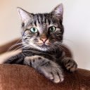 Cat lying on the sofa  screen for extension Chrome web store in OffiDocs Chromium