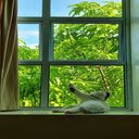 Cat lying on the window wallpaper  screen for extension Chrome web store in OffiDocs Chromium