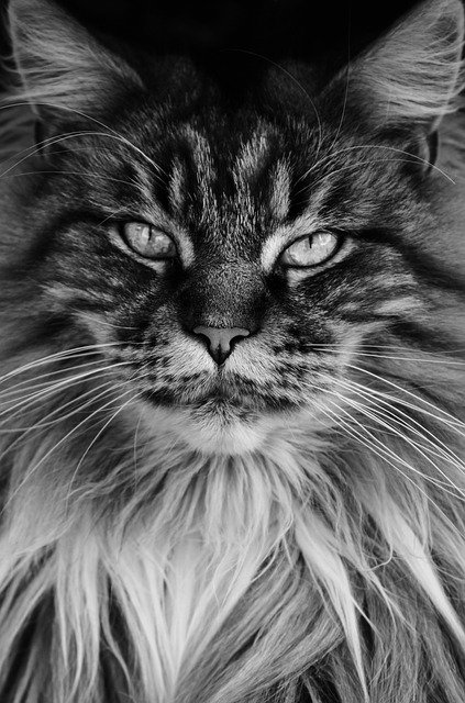 Kostenloser Download des kostenlosen Schwarz-Weiß-Bildes von Cat Main Coon, das mit dem kostenlosen Online-Bildeditor GIMP bearbeitet werden kann