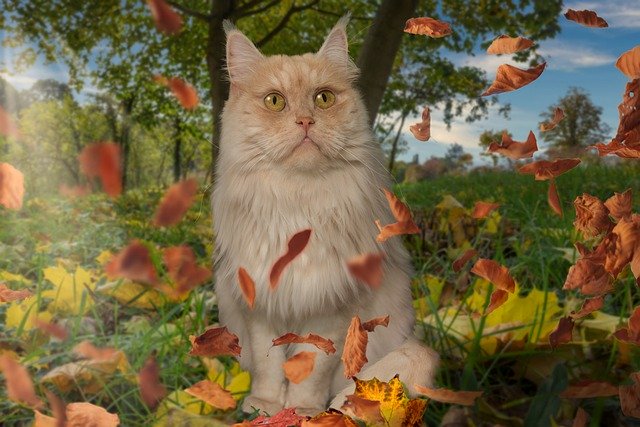 Kostenloser Download Katze Main Coon Haustier domestiziertes kostenloses Bild, das mit dem kostenlosen Online-Bildeditor GIMP bearbeitet werden kann