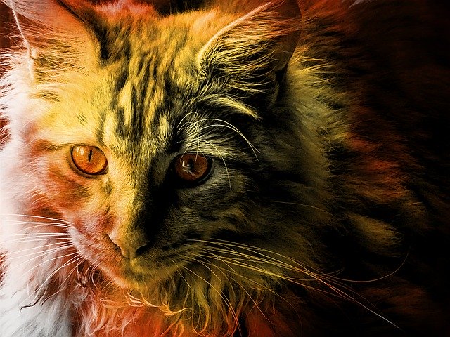 Scarica gratis l'immagine gratuita dei peli di animali del gatto maine coon da modificare con l'editor di immagini online gratuito GIMP