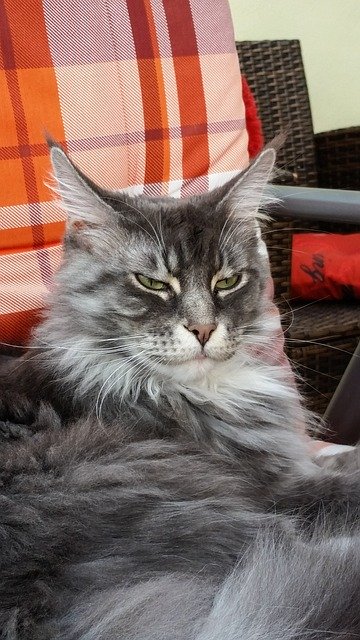 Free download cat maine coon big cat maine coon free picture to be edited with GIMP free online image editor