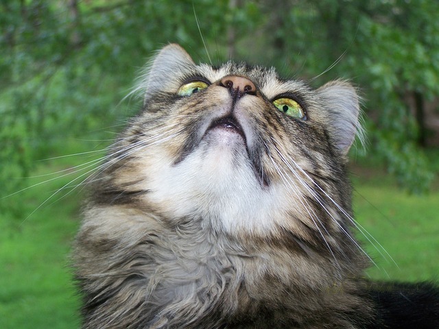 Free download cat maine coon cat feline kitten free picture to be edited with GIMP free online image editor