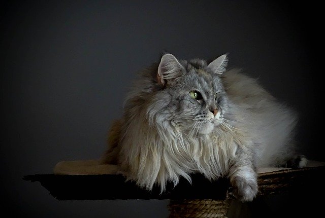 猫メインクーンかわいい動物の肖像画