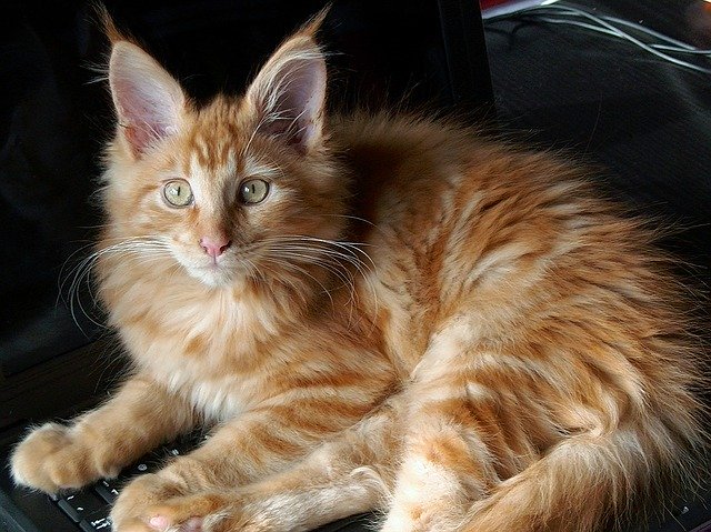 Bezpłatne pobieranie kota maine coon kota domowego zwierzę darmowe zdjęcie do edycji za pomocą bezpłatnego internetowego edytora obrazów GIMP