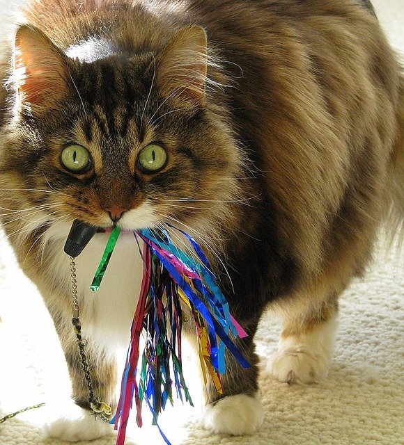 Muat turun percuma gambar percuma haiwan peliharaan kucing maine coone untuk diedit dengan editor imej dalam talian percuma GIMP