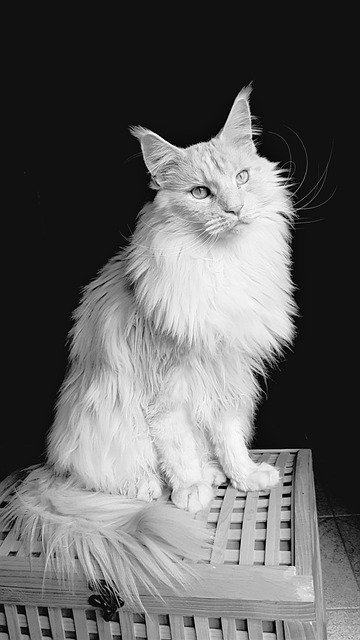 Free download cat maine coon feline white free picture to be edited with GIMP free online image editor