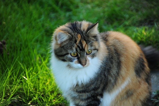 قم بتنزيل مزيج cat maine coon الكبير من الصفحة المجانية للصور ليتم تحريرها باستخدام محرر الصور المجاني عبر الإنترنت من GIMP